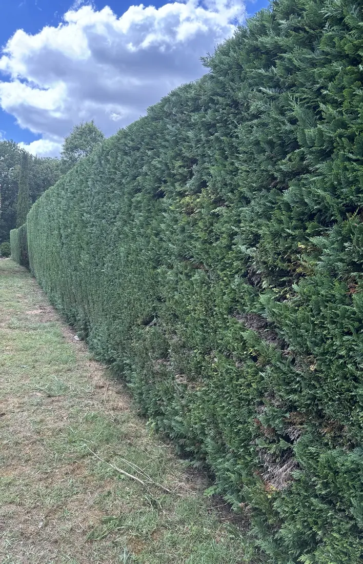 Haie de conifères taillée proprement par Natura Vert