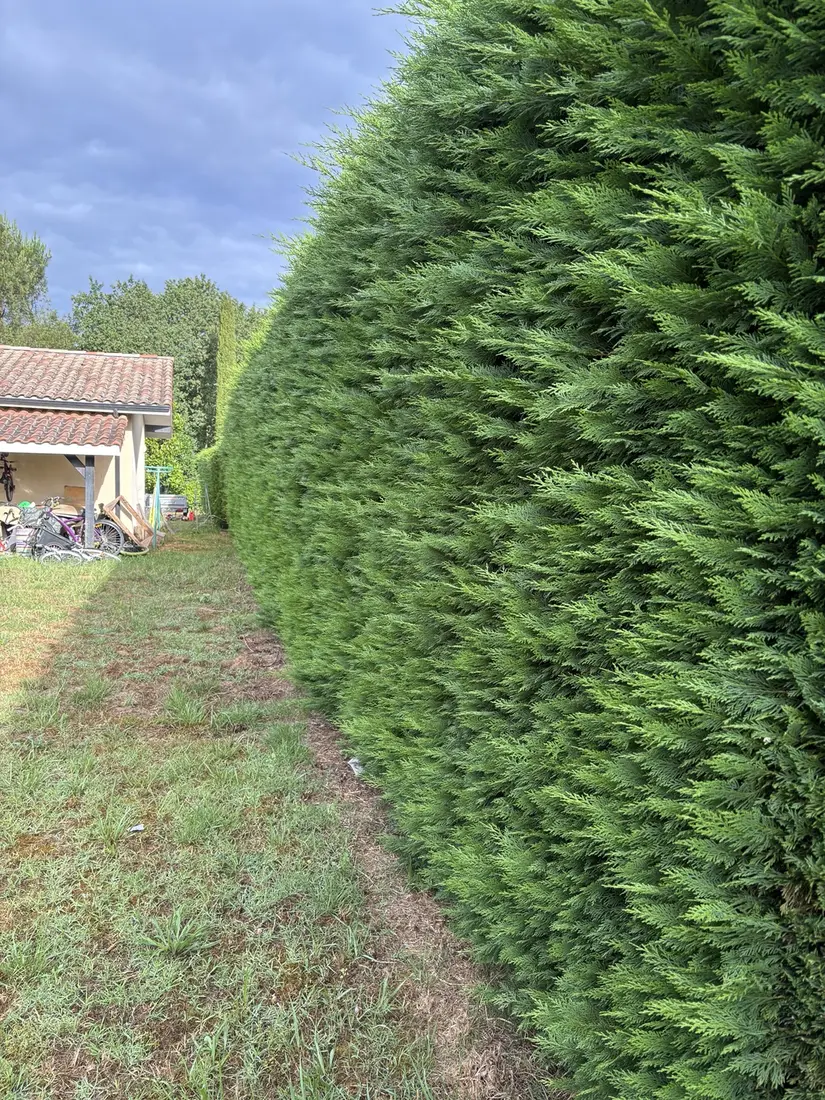 Haie avant taille